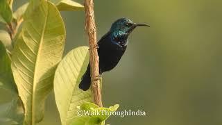 Male Purple Sunbird Calling -  A Bird Video