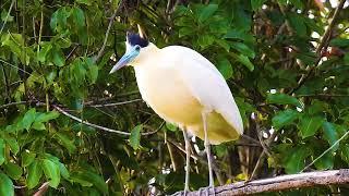 CAPPED HERON (PILHERODIUS PILEATUS), GARÇA-REAL, GARÇA-DE-CABEÇA-PRETA,Wetland birds.