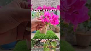 Grow Bougainvillea from Cuttings #shorts100% success #trending #ytshorts #viral #trendingshorts