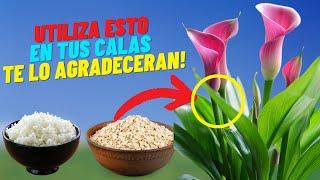 ¿Como Hacer Florecer Calas Durante Todo El Año? Con Solo Dos Ingredientes #calas