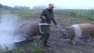 Weideschweine in Eggenreuth bei Kulmbach (Oberfranken) - ein Schweineleben im Freiland