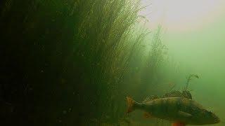 Rib Valley Carp Lake Underwater Perch Roach