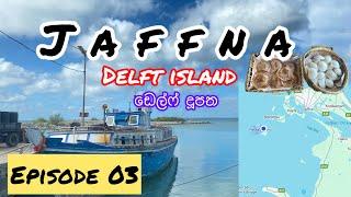 Delft island |ඩෙල්ෆ් දූපත |යාපනයේ තුන්වෙනි දවස |මොකද්ද ඒ අමුතු ගහ |ඩෙල්ෆ් වල අශ්වයොත්  #travelblog