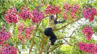 How to Harvest Longan fruit go to market sell - Harvesting and cooking - LY THI LINH