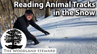 Reading Animal Tracks in the Snow – February 7, 2022