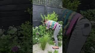You have to do this… #garden #gardening#plants#hack #flowers