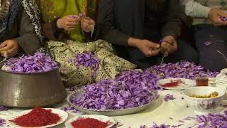 Iran - World’s Most Expensive Spice: Najmieh Batmanglij Introduces Saffron