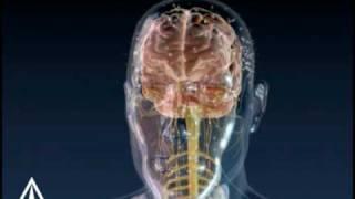 Brain Signals - 3D Medical Animation