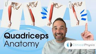 Quadriceps Anatomy | Expert Physio Guide