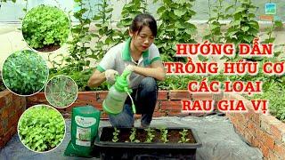 CÁCH TRỒNG HỮU CƠ CÁC LOẠI RAU GIA VỊ (NGÒ RÍ, HÀNH LÁ, TÍA TÔ, KINH GIỚI, HÚNG, BẠC HÀ, THÌ LÀ,...)