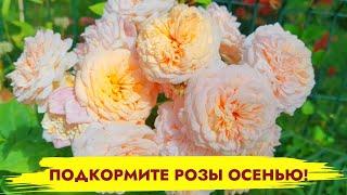 ВНЕСИТЕ 1 ЛОЖКУ ПОД КУСТ РОЗЫ ОСЕНЬЮ и она отлично перезимует! Осенняя подкормка роз