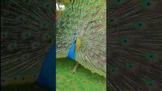 Attacking peacock song