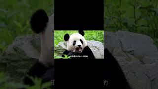 暖暖思念奶爸伤心落泪 #panda #大猫熊 #追娱秀场 #animals #搞笑