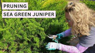 Pruning Sea Green Juniper: Can You Shrink a Shrub?