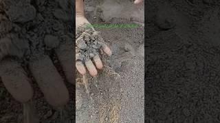 How to prepare soil for cuttings #gardening #gardentech #grafting