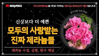 신상제라늄은 무조건 더 예쁘나요?