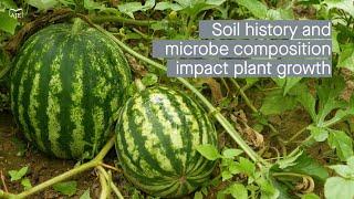 Effect of soil microbes and soil history on grafted and ungrafted watermelon growth