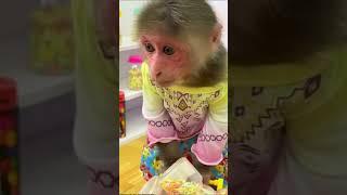 Cute little monkey eats ice cream #funny #monkey #babymonkey #baby