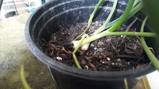 #everybitcountschallenge  Onions, can I harvest them now? check "BrainStormAcres" for detail