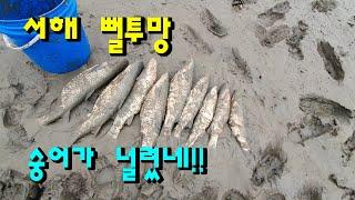뻘투망 30분만에 대물숭어 만통! [화성이반장]