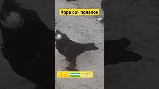 КОРА СОЧ ПОЛАПОНЛАР 2 #shorts #shortvideo #funny #uzbeksila #trend #uz #pigeon #india #uzvins #rek