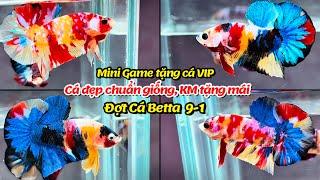 Đợt Cá Betta 9-1 Top cá tuyển chọn Nemo Multicolor, Galaxy, Metalic, Red FC[ Mini Game tặng cá VIP ]