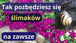 Jak skutecznie zwalczyłam ślimaki nagie na rabatach, sprawdź tę ekologiczną metodę w swoim ogrodzie