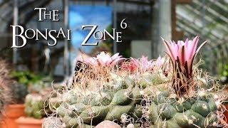 The Toronto Cactus and Succulent Show, The Bonsai Zone, June 2019