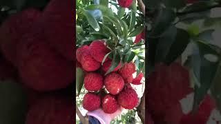 yummy fruit plants #shorts #viralreels #youtubeshorts #fypage #sport #channel #agrivologs