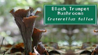 Identifying Black Trumpet Mushrooms