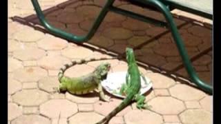 Aruba - Iguanas