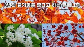 3번의 즐거움을 준다고 하는 팥배나무