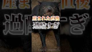 【雑学】タスマニアデビル、産まれてすぐに現実を知る