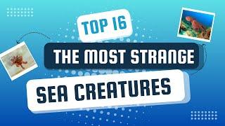 Exploring the Deepest Oceans: 16 Strange Sea Creatures You Won't Believe