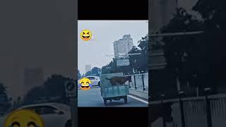 Dog is playing in the road#kunal Roy videos