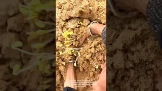 Harvesting Bean Sprouts from Sawdust