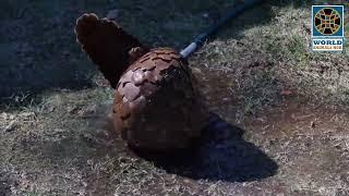 Pangolin Fact - Cutest Pangolin Rolls In Mud | World Animals Hub