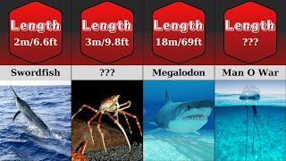 Comparison: Sea Monsters Size