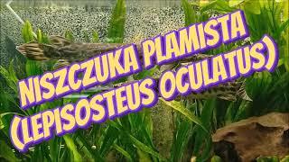 Niszczuka Plamista (Lepisosteus oculatus ) - z cyklu Atlas Ryb Akwariowych