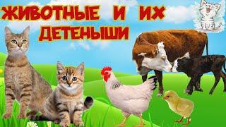 Домашние животные и их детеныши. Развивающее видео для детей