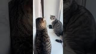 #cat #котики #марсик #тимоша