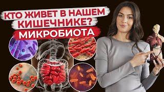 Микробиота кишечника - мир внутри нас! / Как восстановить микрофлору кишечника?