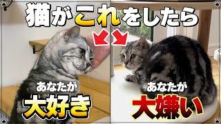 【同じ家族でも態度が違う!】猫の態度で分かるあなたとの関係【保護猫】