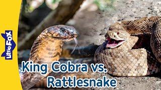 King Cobra vs. Rattlesnake: Amazing Facts About Two Cool Snakes! | Little Fox