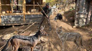 Survival in the Mountains with Animals, Jackals Came to the Homestead in the Middle of the Night.