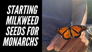 What is Cold Stratification - Monarchs & Milkweed | Big City Gardener