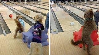 Playful Dogs Love Going Bowling