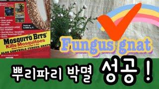 뿌리파리 완벽한 퇴치 성공!! 모스키토 바이츠 자세한 사용법! Mosquito Bits!