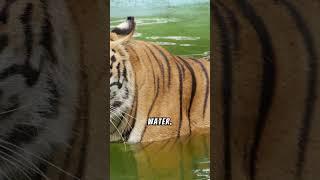 Mind Blowing Facts About Tiger  | Crazy Facts | Amazing Facts #shorts