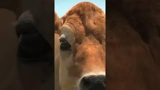 cow dance |funny vedio |bestmoments scene #whatsappstatus